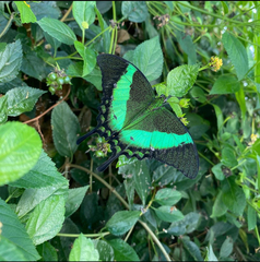 Papilio palinurus