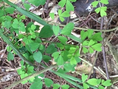 Carmichaelia australis