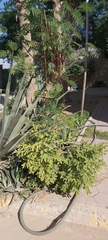Ziziphus jujuba