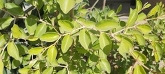 Ziziphus jujuba