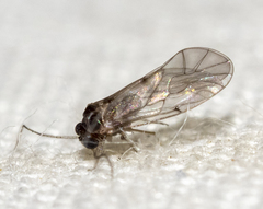 Peripsocus