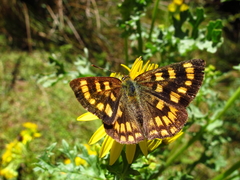 Lycaena enysii