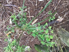 Carmichaelia australis