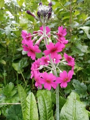 Primula pulverulenta