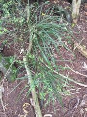 Carmichaelia australis