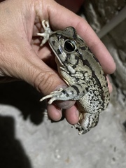 Sclerophrys poweri