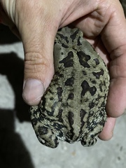 Sclerophrys poweri