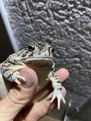 Sclerophrys poweri