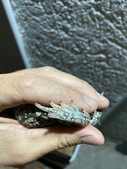 Sclerophrys poweri