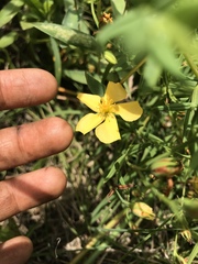 Hypericum lorentzianum