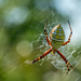 Argiope trifasciata - Photo (c) Janet Nelson, osa oikeuksista pidätetään (CC BY-NC-ND), lähettänyt Janet Nelson