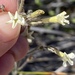 Nicotiana rotundifolia - Photo (c) Loxley Fedec, μερικά δικαιώματα διατηρούνται (CC BY-NC), uploaded by Loxley Fedec