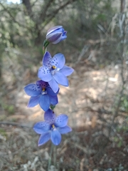 Thelymitra juncifolia