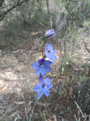 Thelymitra juncifolia