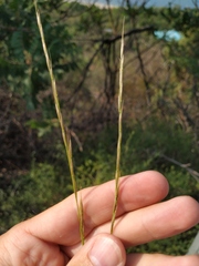 Achnatherum bromoides