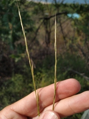 Achnatherum bromoides