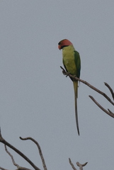 Psittacula longicauda