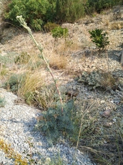Seseli ponticum