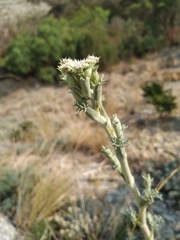 Seseli ponticum