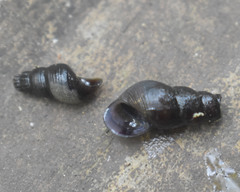 Juga plicifera