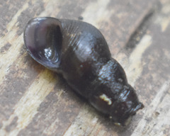 Juga plicifera