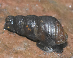 Juga plicifera