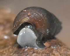 Juga plicifera