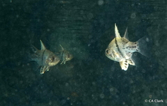 Sphaeramia orbicularis