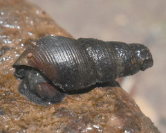 Juga plicifera