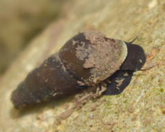Juga plicifera