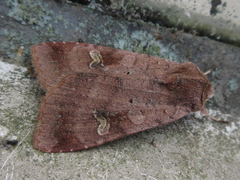 Diarsia canescens
