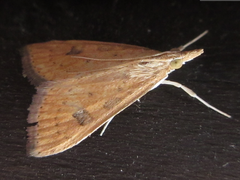Udea ferrugalis