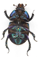 Geotrupes stercorarius