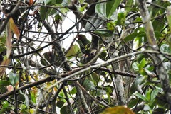 Chlorornis riefferii