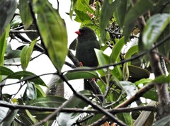 Chlorornis riefferii