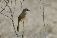 Prinia flaviventris