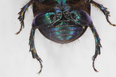Geotrupes stercorarius