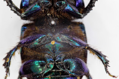 Geotrupes stercorarius