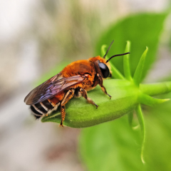 Megachile lanata