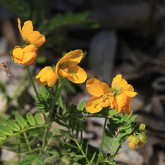 Senna barronfieldii