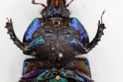 Geotrupes stercorarius