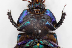 Geotrupes stercorarius