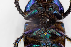 Geotrupes stercorarius