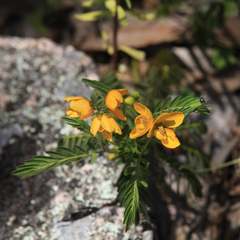 Senna barronfieldii