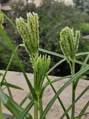 Eleusine coracana