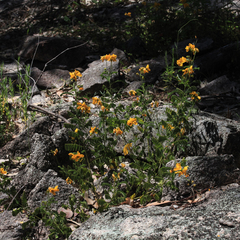 Senna barronfieldii