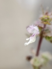 Ocimum basilicum