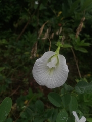 Clitoria