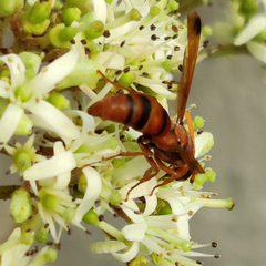 Antodynerus limbatus