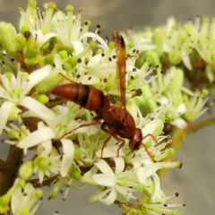 Antodynerus limbatus